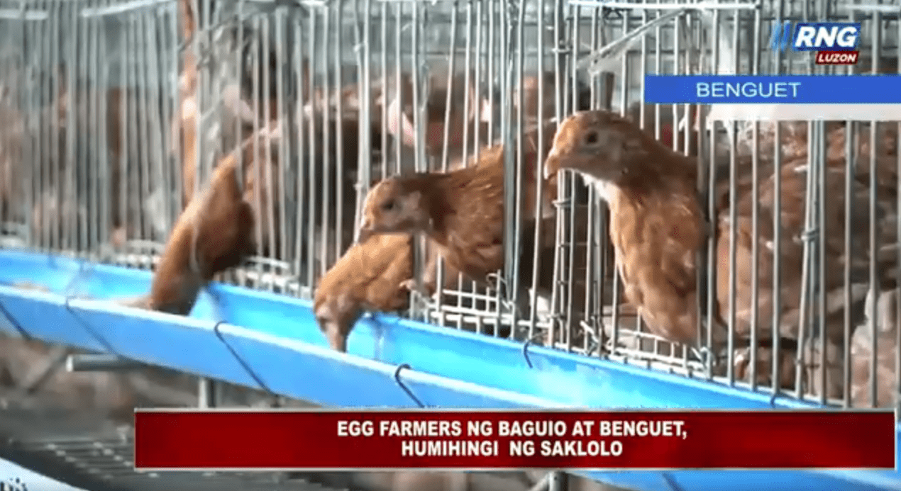 Egg farmers ng Baguio at Benguet, humihingi ng saklolo